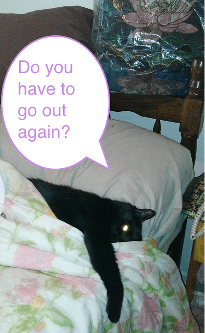 Black cat in bed with comic bubble