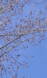 yellow song bird in tree