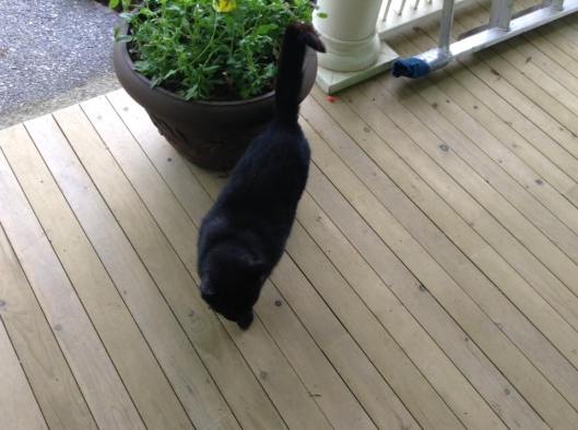 black cat on porch