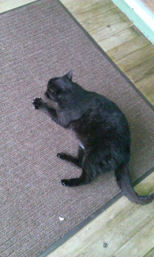 Black cat on outdoor carpet