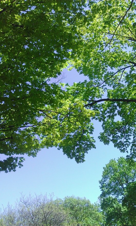Park trees May 2015