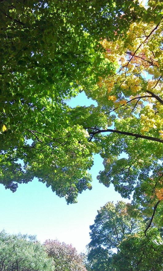 Park trees September 2014