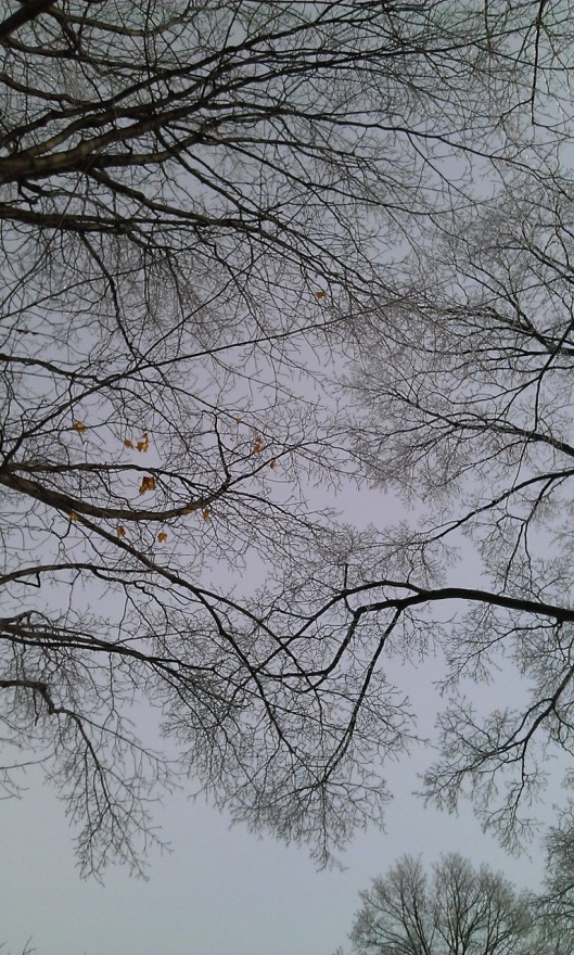 tree branches in january