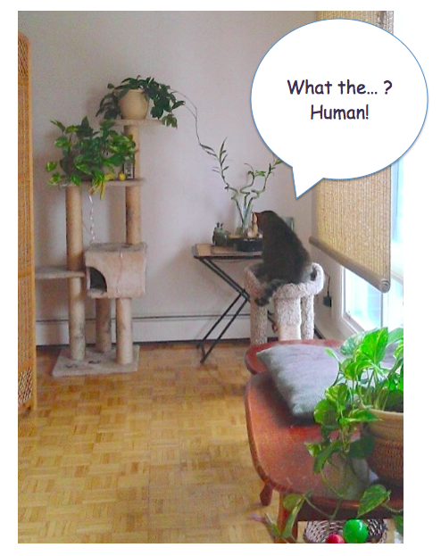 Tabby cat inspecting a Feng Shui water fountain