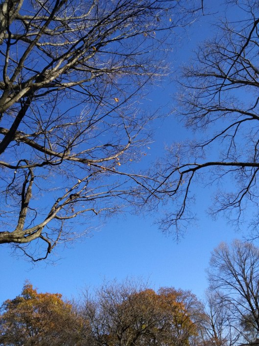 Two tree tops touching