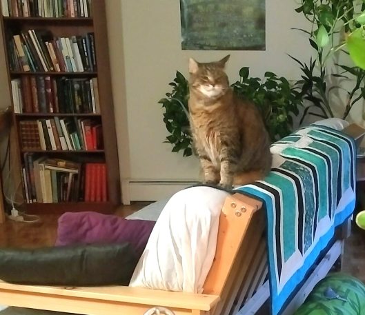 Tabby cat on quilt on futon