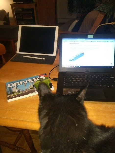 Black cat in front of screens