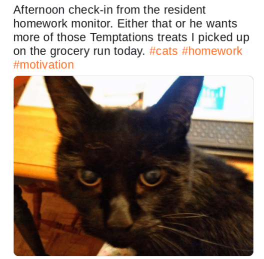 black cat checking in on homework