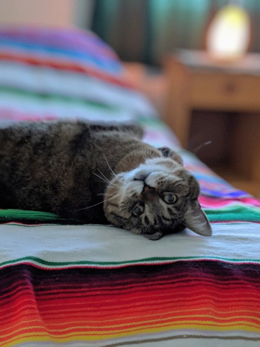 tabby cat being cute 