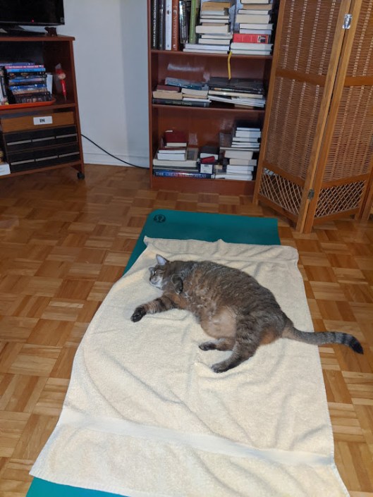 Tabby Cat on my yoga mat